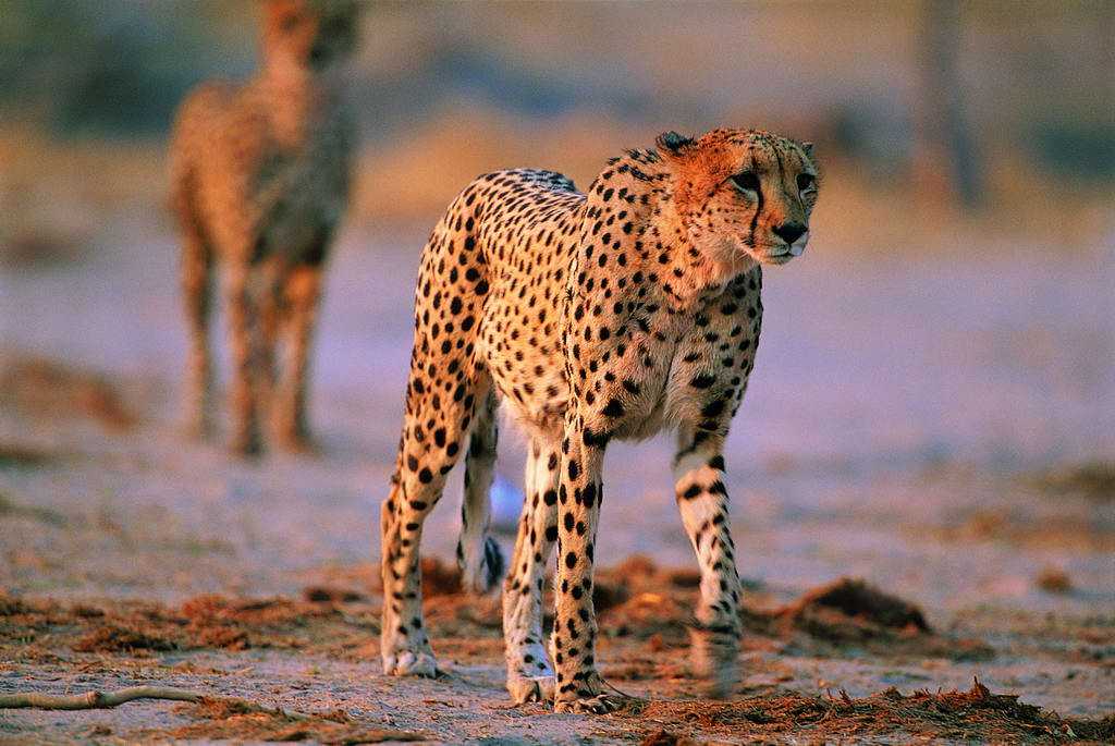 十大排名最强的食肉动物,十大食肉动物实力排名
