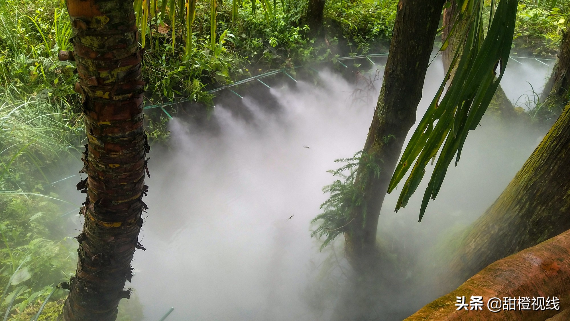 峨眉山七里坪周边旅游攻略,七里坪远看峨眉山金顶