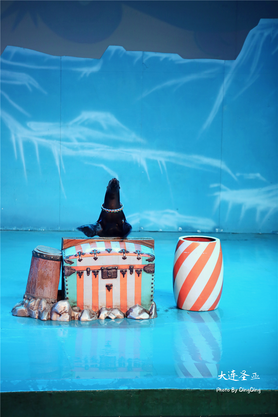 北方明珠活力四射的浪漫之都大连，国内最具特色的海洋世界圣亚