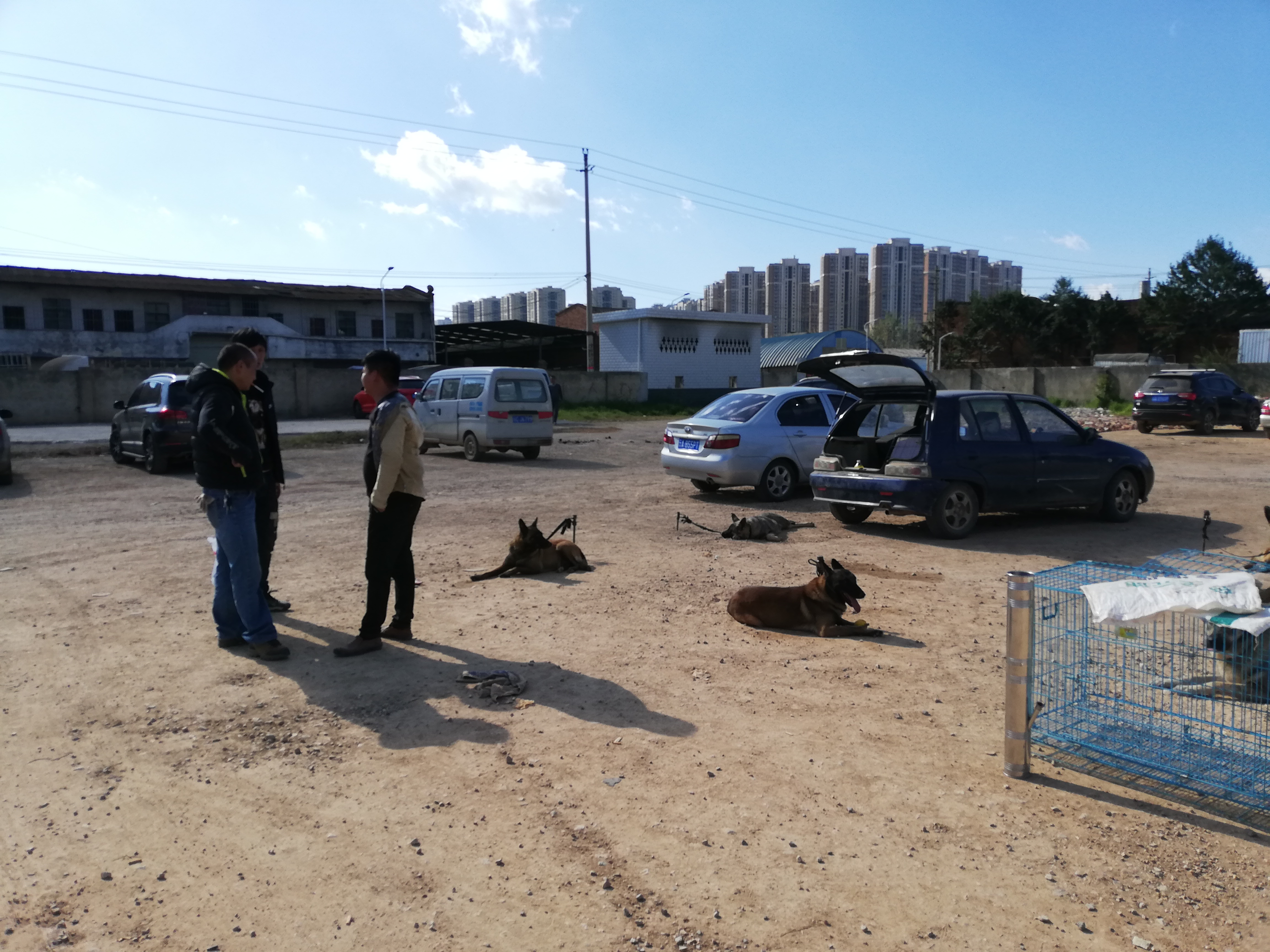 在狗市,成年犬区域人流量稀少且没人购买的原因,你知道吗?