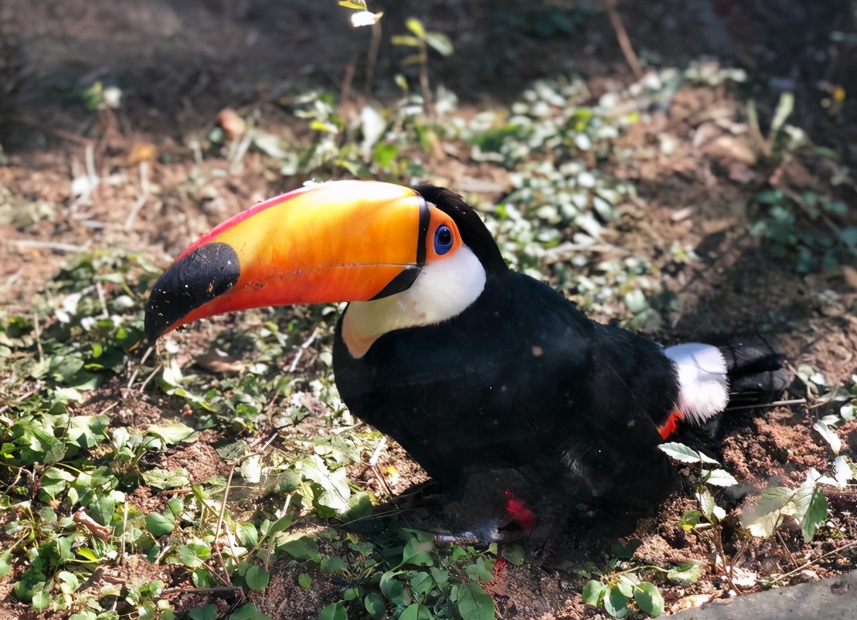 沈阳现在可以玩的动物园,沈阳森林动物园特色
