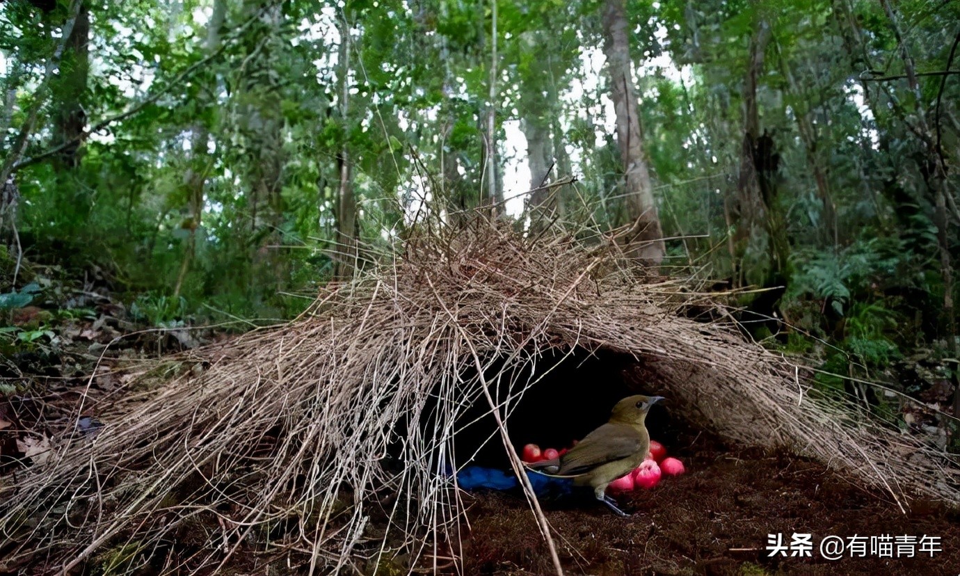 12个动物啪啪啪知识，最后一个想笑死谁？