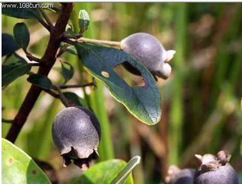 广西80后农村童年经典回忆,80后的童年回忆广西的农村生活
