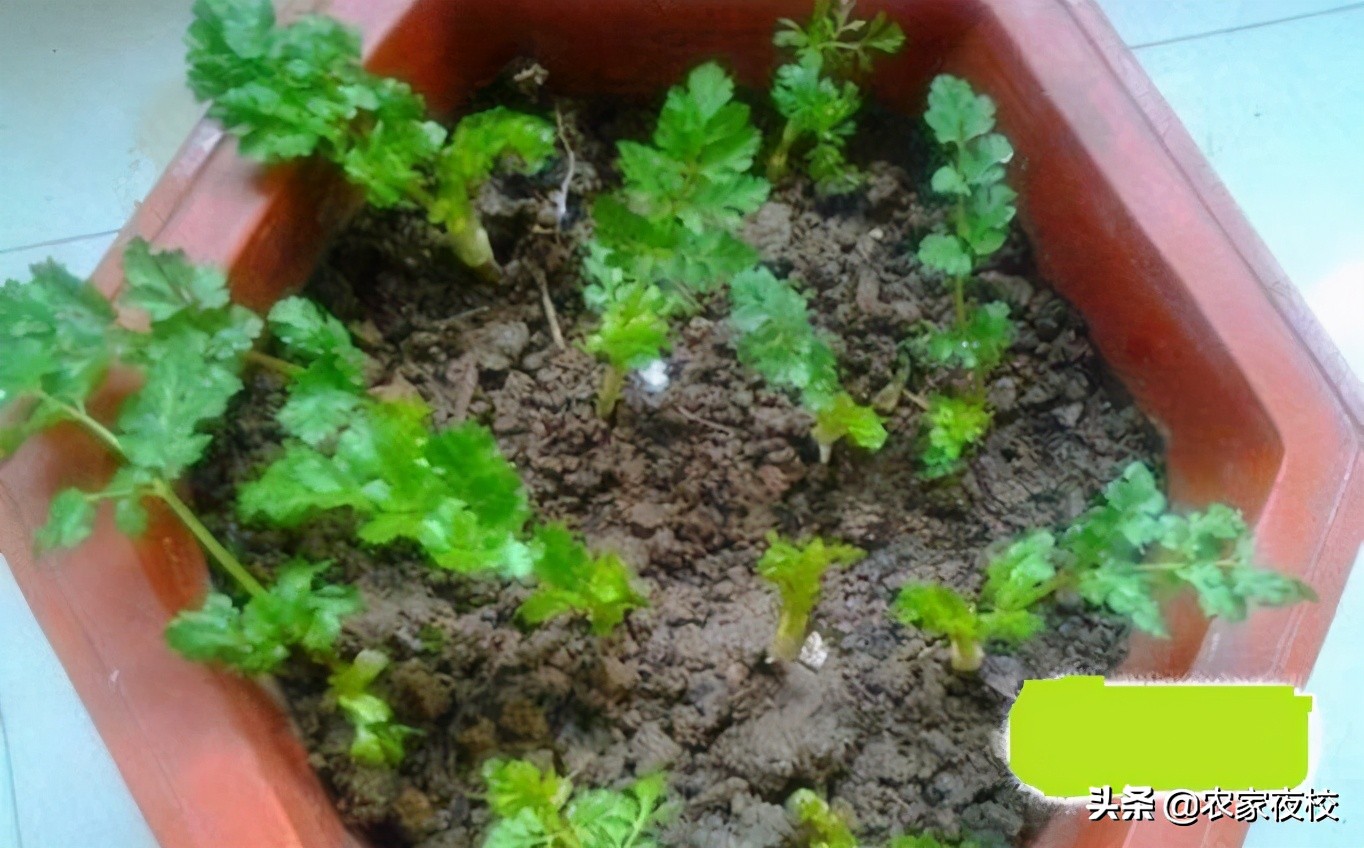 香菜根用土能栽活吗,无土栽培香菜根怎么处理