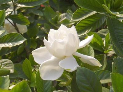 栀子花怎么养视频教程,栀子花什么时间开花