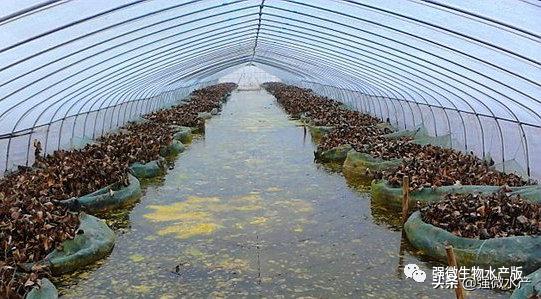 黄鳝微流水大棚养殖技术,黄鳝静水养殖技术