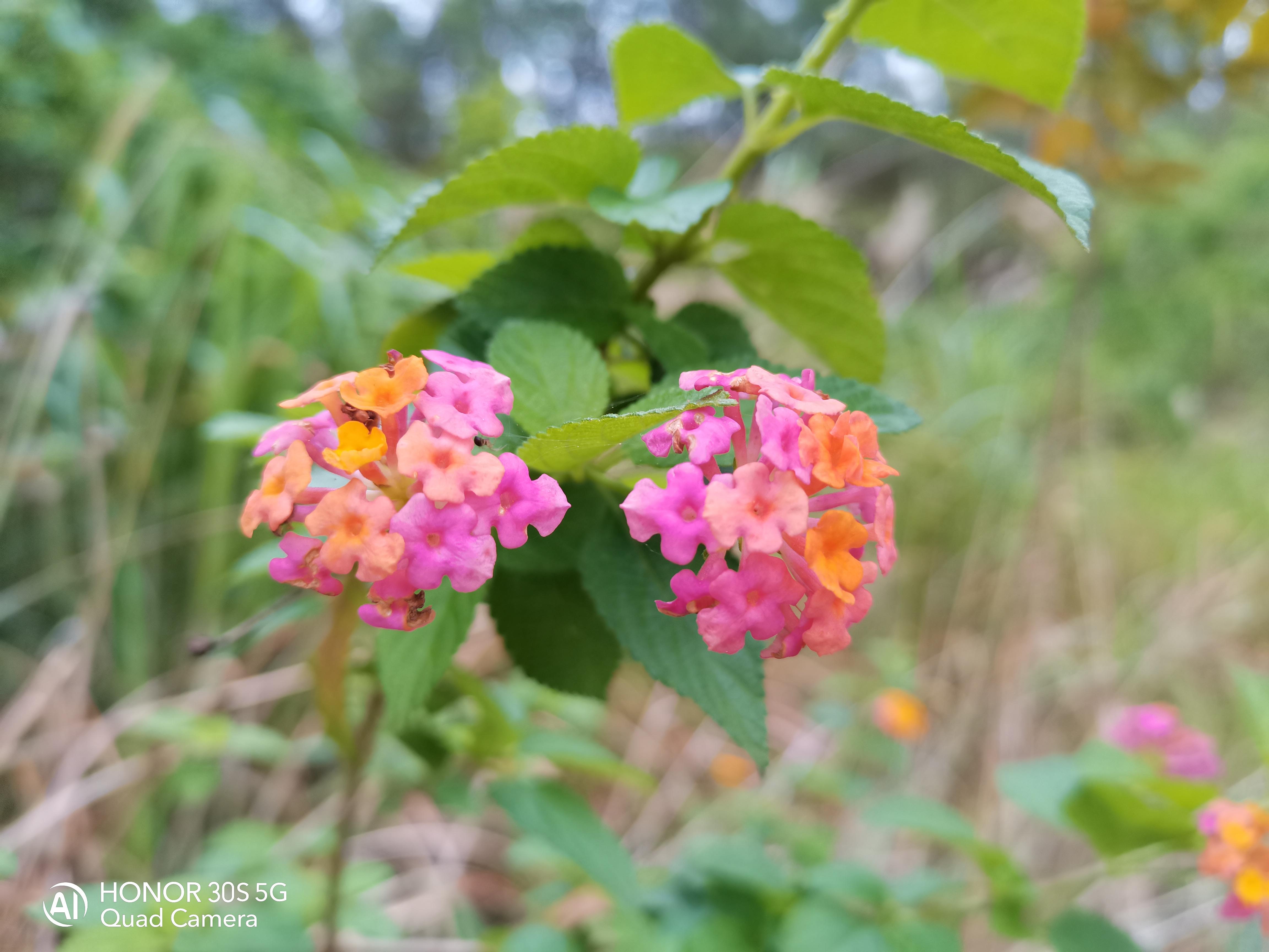 两千五块钱的荣耀手机性价比,两千以内5g荣耀系列手机推荐