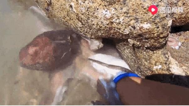 西瓜视频赶海活动,西瓜视频赶海