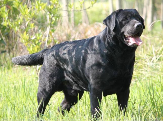 养拉布拉多犬的好处和坏处,黑色拉布拉多犬有什么好处