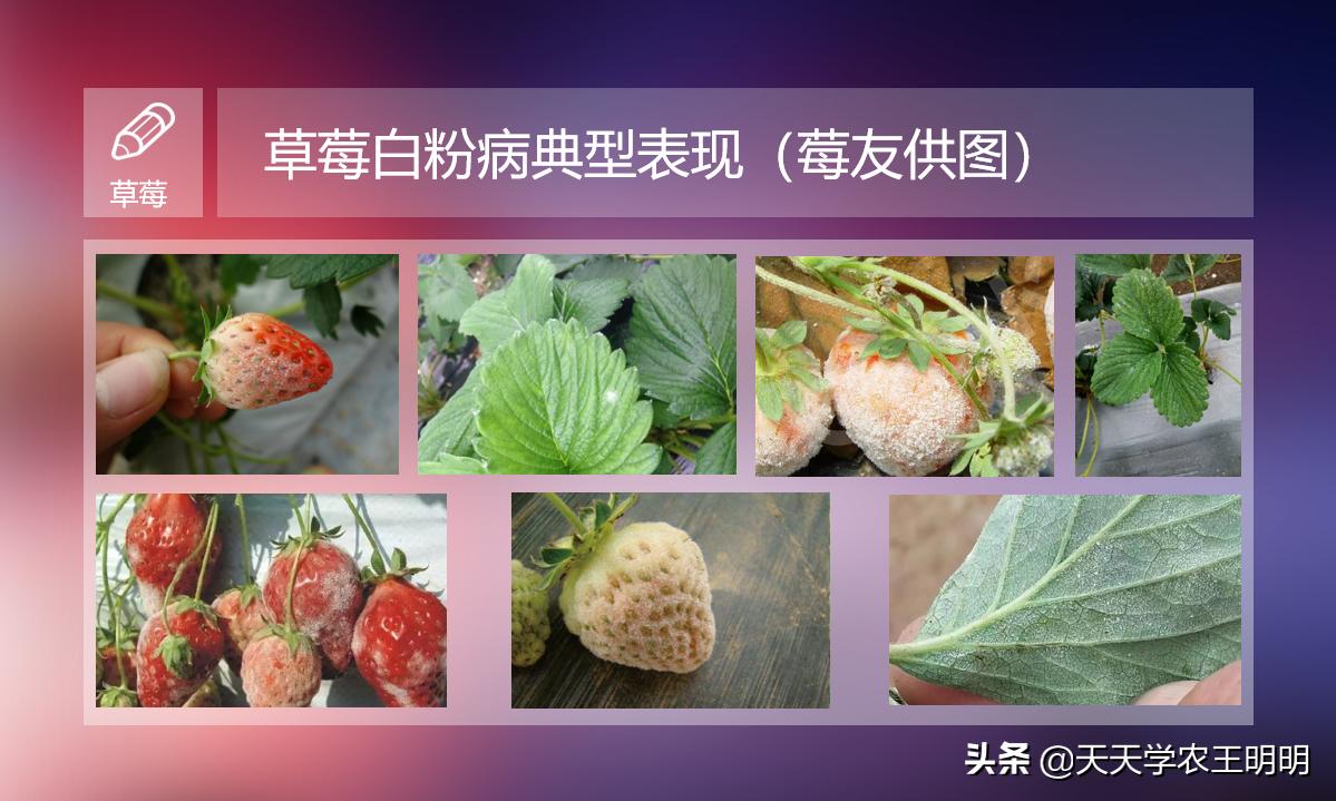 草莓长白毛是白粉病吗,草莓叶片上出现粉色白斑防治方法