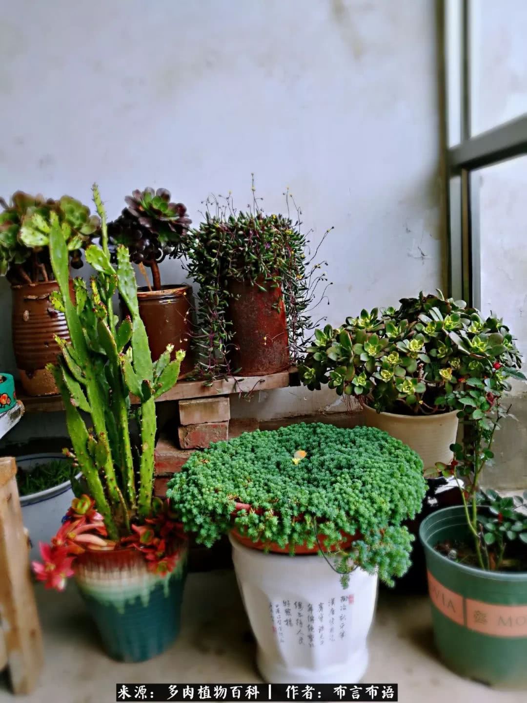 从多肉上感悟人生,多肉的真实生活感悟