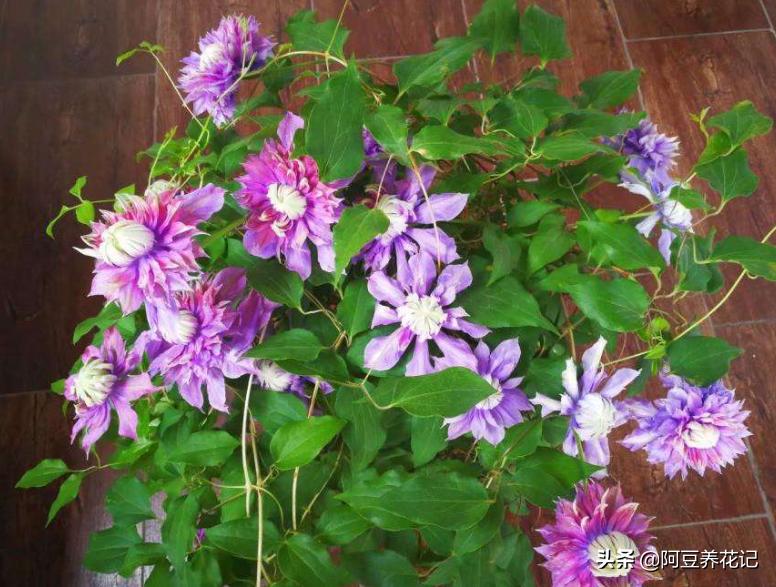 养花3年,把“魔法喷泉”养成“活瀑布”,养护过程4点别忽视