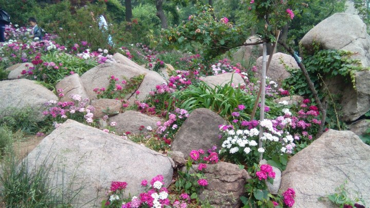 日照直播,日照绿茶价格表