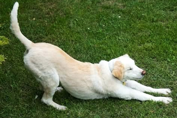 狗狗爱放屁是什么原因呢,狗狗放屁自己知道吗