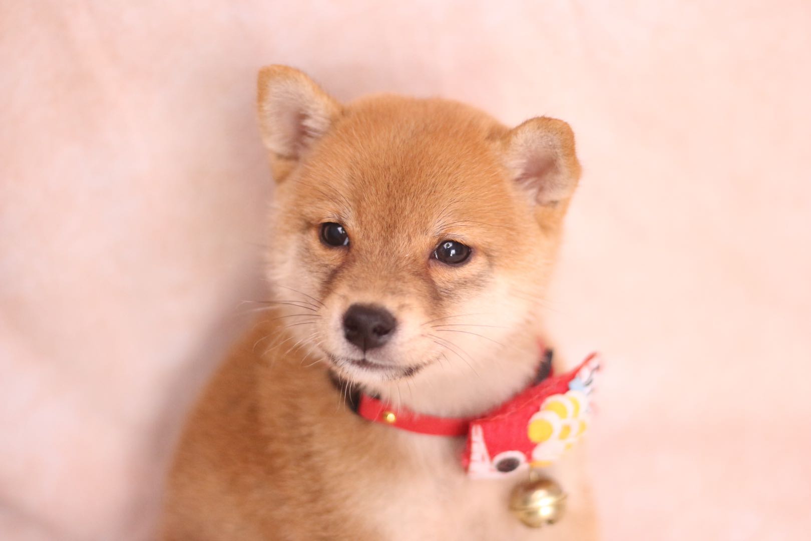 柴犬下过一窝以后就不发情怎么办,五个月左右的柴犬抱腿发情怎么办