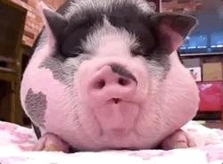 这一次我承认输给了“猪”！