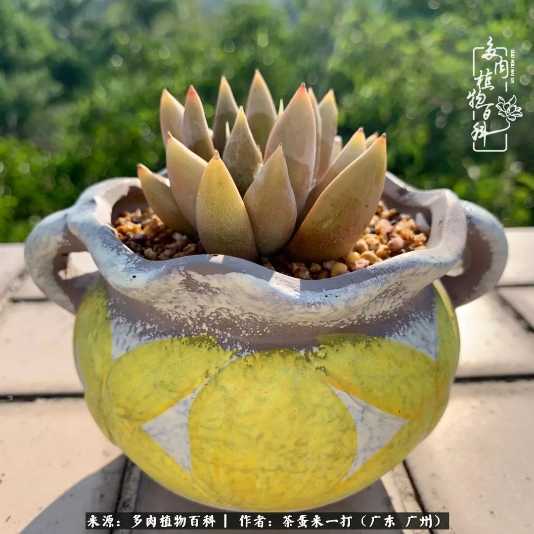 在冬日阳光下,记一个多肉小白的养肉历程