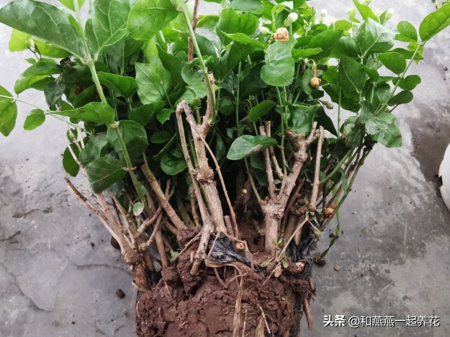 燕燕带你一步一步揭秘为什么花市买的茉莉花不换盆养不活
