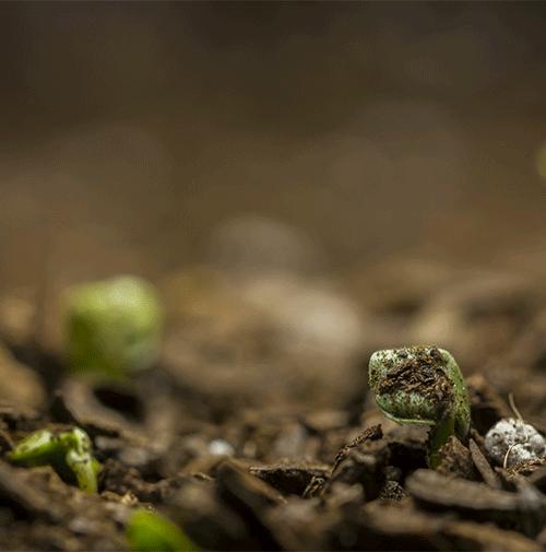 春耕万物生,春耕时节万物开