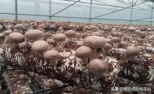 香菇菌栽培整个流程,香菇工厂化栽培技术规程