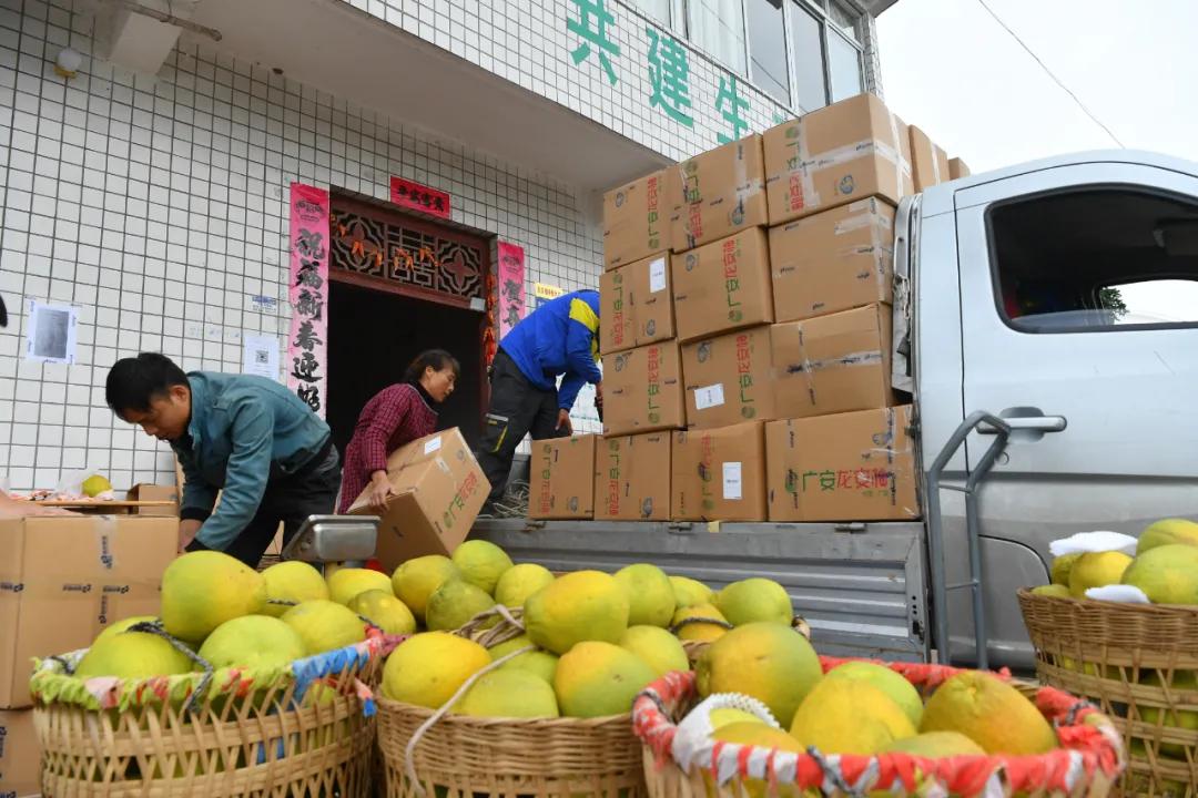 远销澳门！8000个龙安柚开启“新旅程”