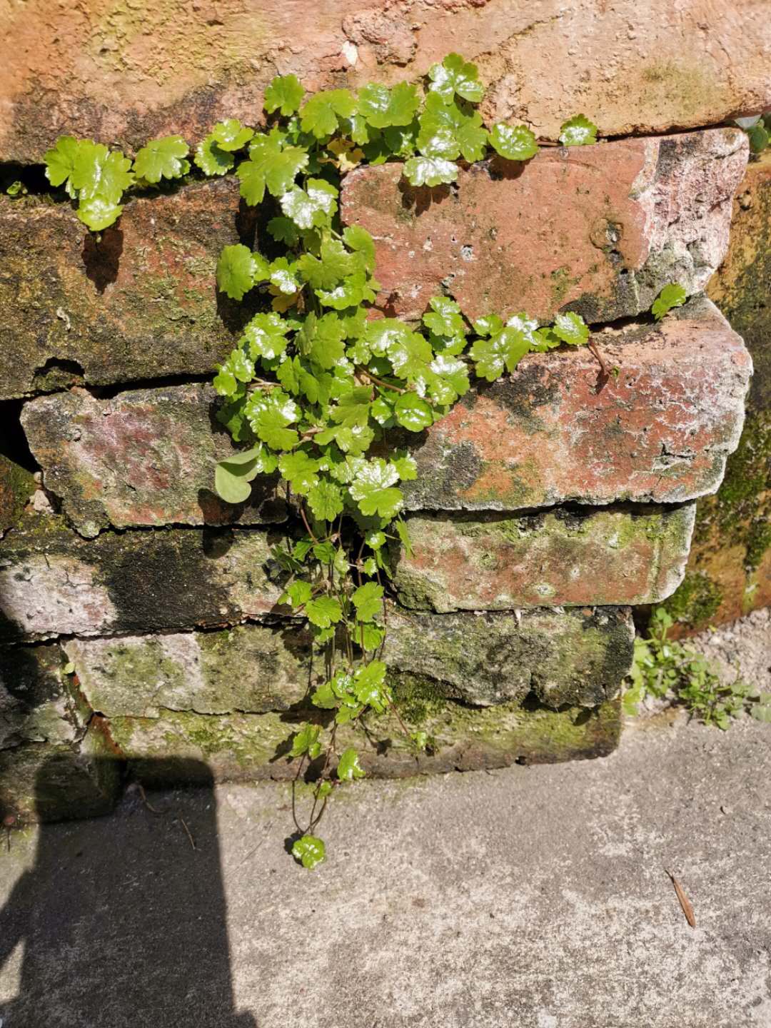 民间故事土地公公的传说,民间故事婆婆报恩