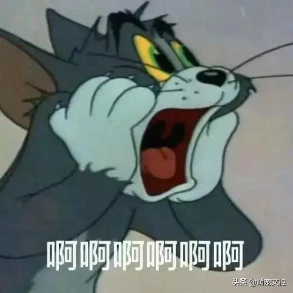 如何改掉猫咪乱挠乱咬的毛病,猫咪为什么会挠猫粮