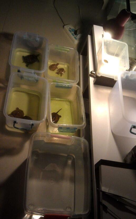 龟总打架怎么解决,龟打架要及时分开吗