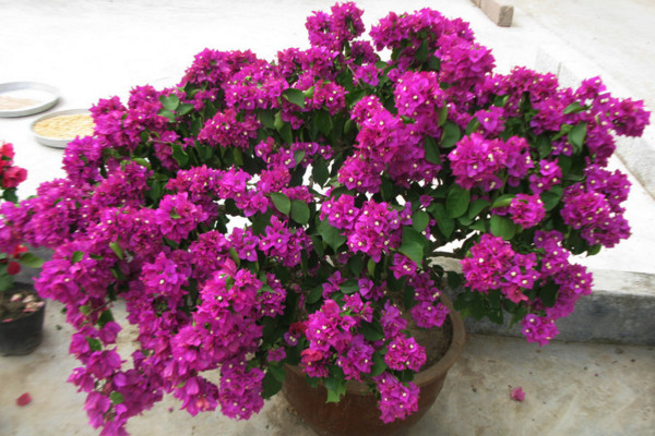 三角梅怎么养让它的枝节短而粗,三角梅怎么让它的根又粗又壮