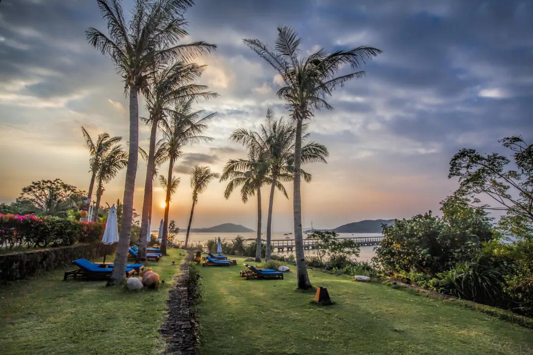 把椰子树种大棚里,椰子盆栽可以养在室外吗