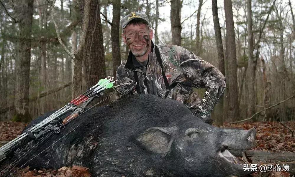 打猎高手被打脸:误把家猪当成野猪打!夏季热像仪狩猎指南