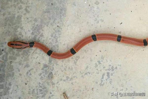 珊瑚蛇毒性很强,珊瑚蛇毒性强还是银环蛇毒性强