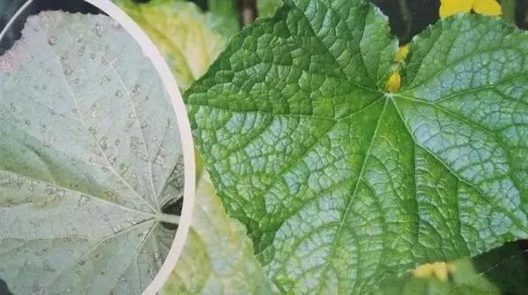 学会这一招,靶斑病不用愁,黄瓜“小黄点”轻松就搞定