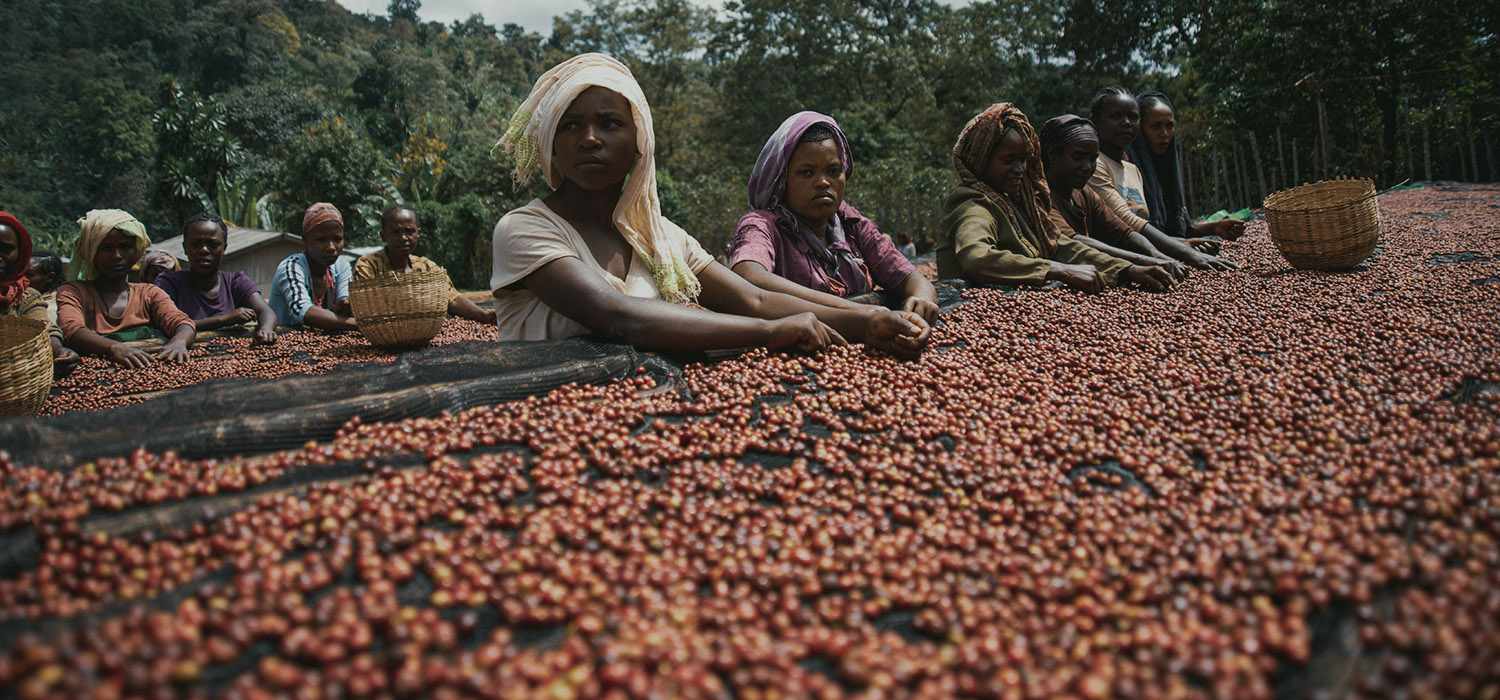 传统埃塞咖啡,埃塞俄比亚耶加雪菲咖啡怎么冲泡