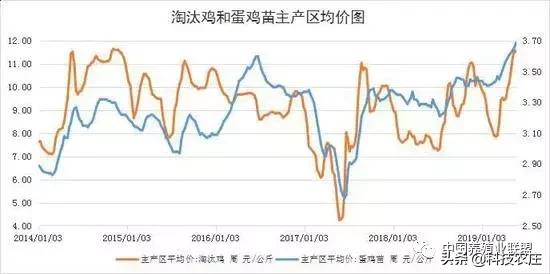 蛋鸡养殖风险大吗,蛋鸡的风险