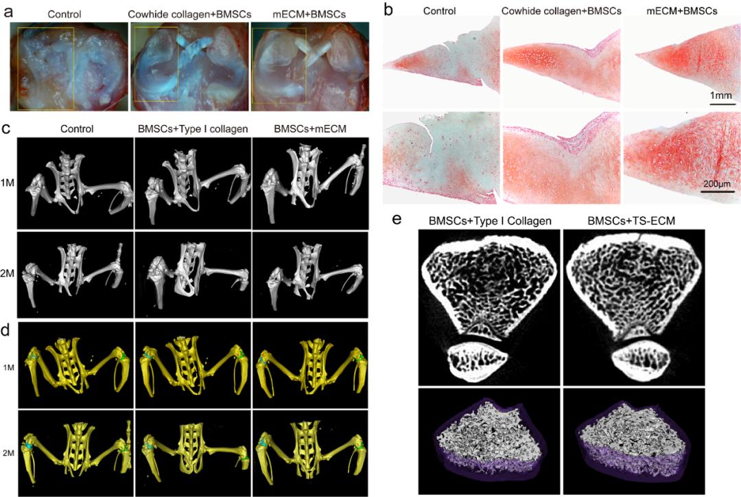 深圳先进院研发可注射活体生物材料修复半月板损伤并抑制关节退变
