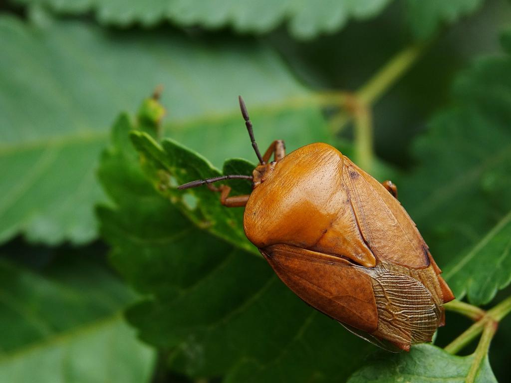 臭大姐特别多怎么回事,臭屁虫图片能吃吗