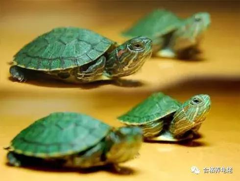 每周一龟|致敬巴神,物美价廉的普通彩龟