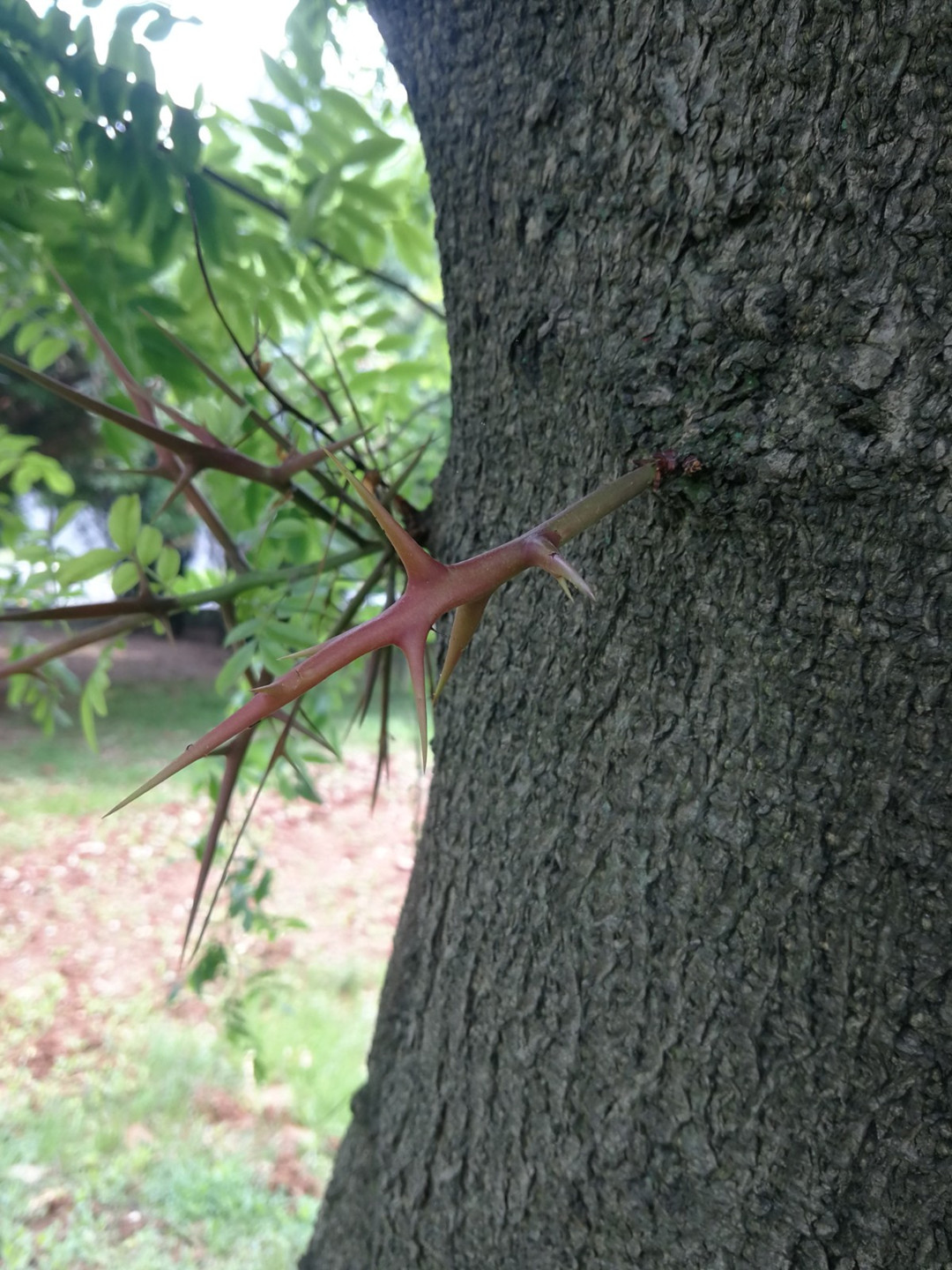 皂荚树现在还有吗,皂荚树经历辉煌又被嫌弃