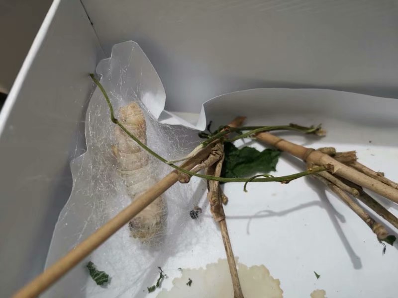 养蚕新手入门教程,养蚕二天会怎么样