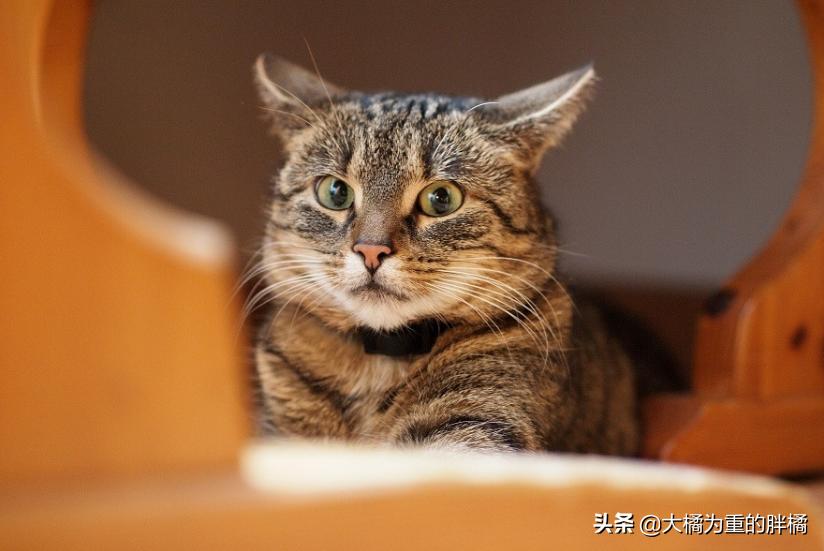 猫咪恐惧发出什么声音,猫咪生气了怎样安慰它