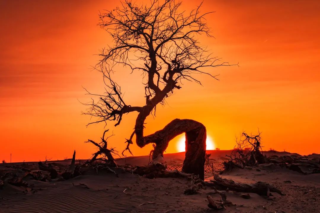 额济纳旗住宿一般多少钱,国庆额济纳旗胡杨林攻略