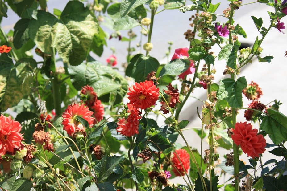 米亚罗-大美理礼县