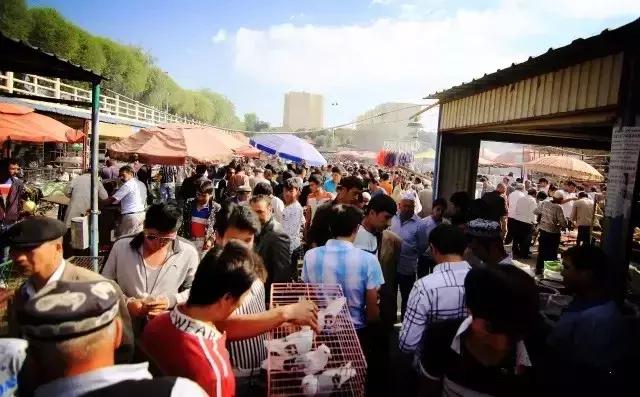 在*疆新**!你戴不了鸽子蛋,但喝得起鸽子汤!