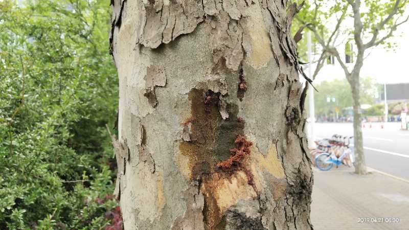 速生法桐怎么治,法桐里面有天牛