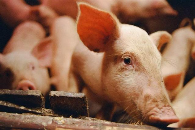 马云预言未来最吃香的三个行业,马云说未来最赚钱的四大行业