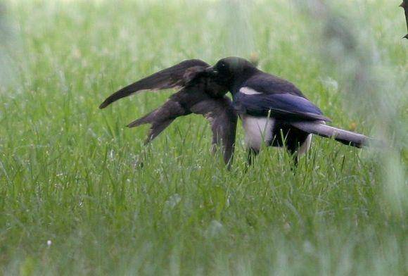 追兔捉鹰,撵兔子逮鹰的话