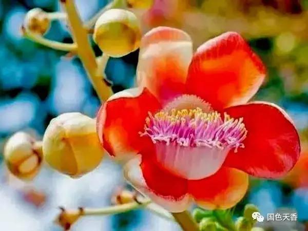 菩提花开观自在,菩提花开见性成佛