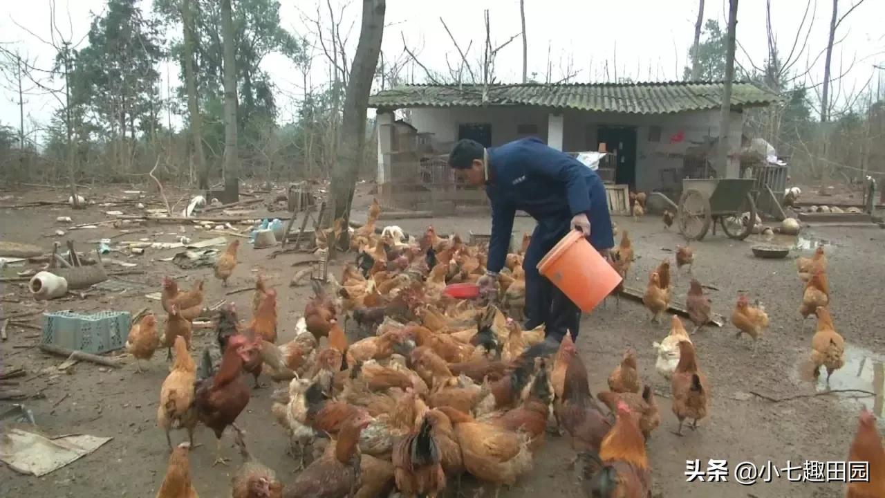 小伙用半亩地养鸡年收入40万,树林养鸡一年可以挣多少钱