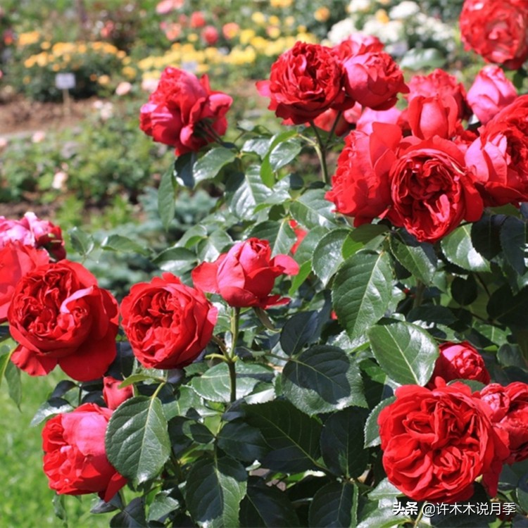 买到假月季苗怎么办,怎样网购月季不受骗